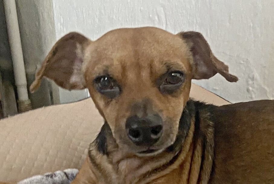 Peanuts Mexico Kt - Dachshund