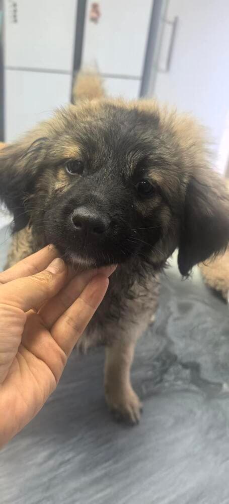 Twinkles - Local Vanc - Sf - Terrier