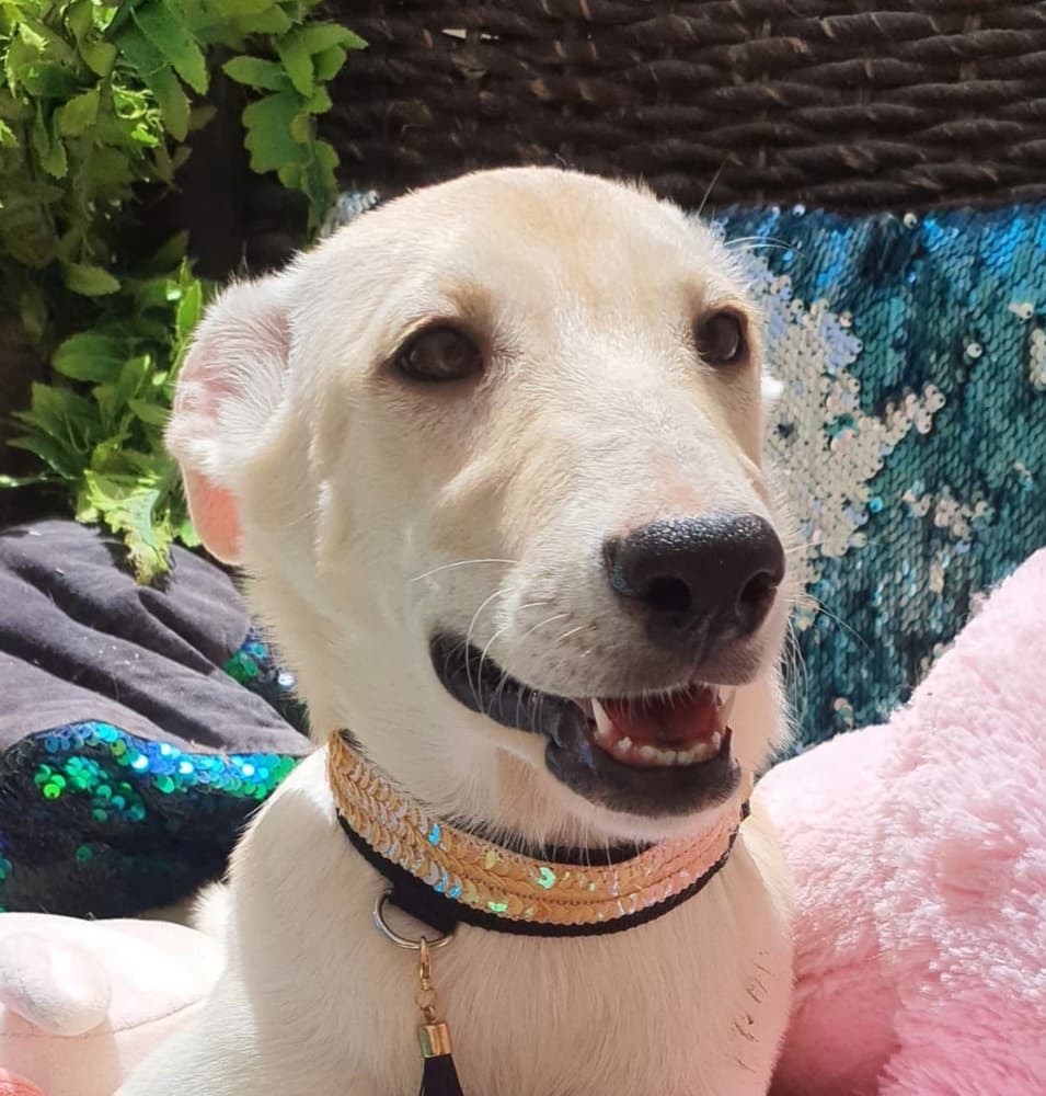 Josie Uae Lf - Ibizan Hound