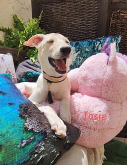 Josie Uae Lf image 3