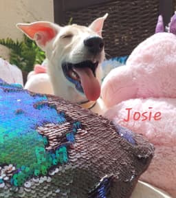 Josie Uae Lf image 4