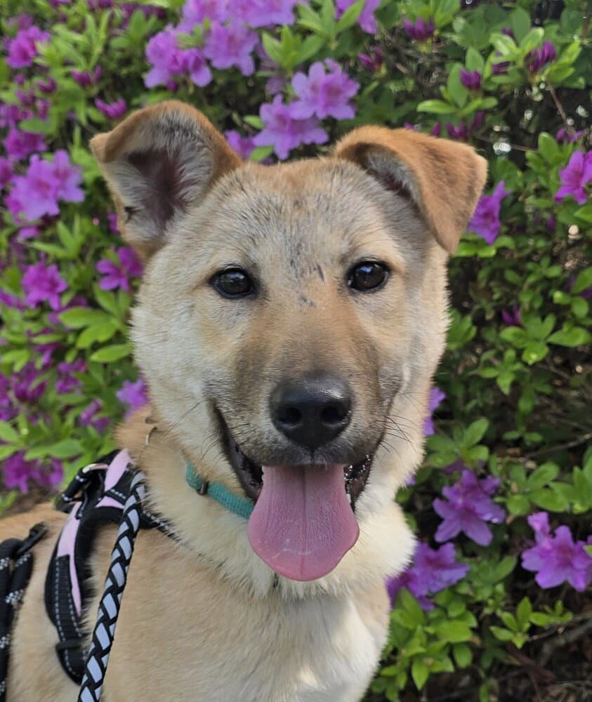 Mario S Korea Hz - Jindo (Korean)