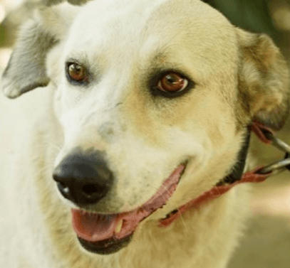 Gilas Mid-East Ma - Anatolian Shepherd