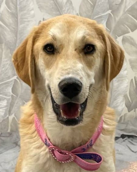 Bachee Mid-East Yo - Golden Retriever