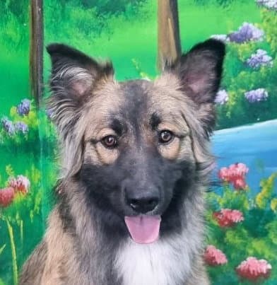 Lullaby Mid-East Yo - Australian Shepherd