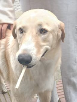 Lokum Turkey - Kt image 1