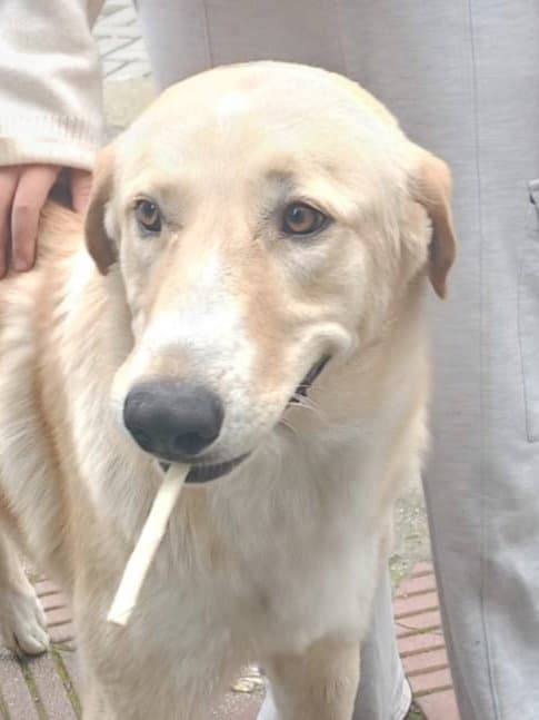 Lokum Turkey - Kt - Golden Retriever