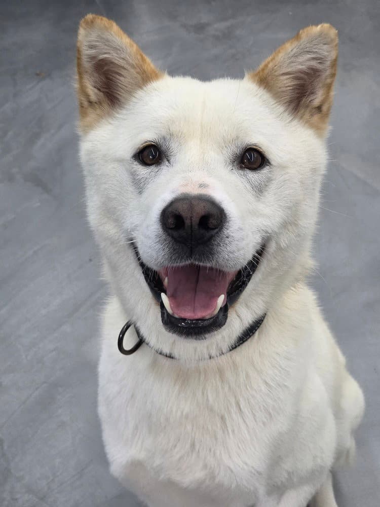 Felix S Korea Hz - Jindo (Korean)