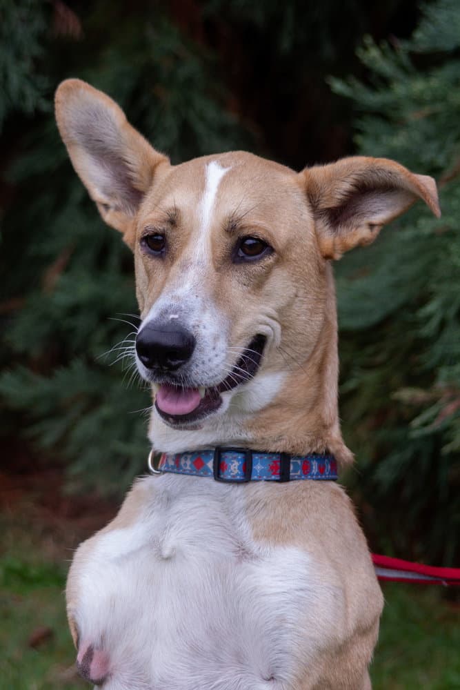 Brody - Local Vanc Isl - Sf - Corgi