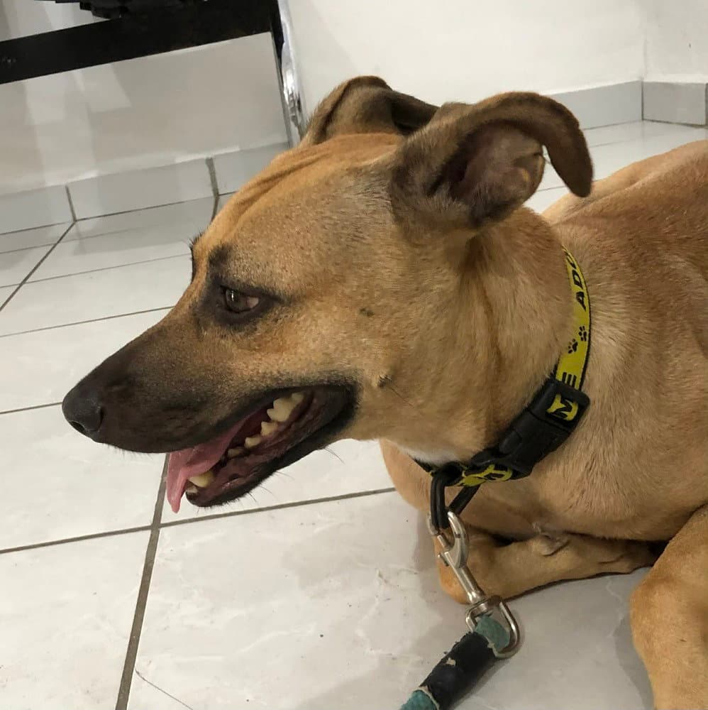 Strawberry Mexico Kt - Black Mouth Cur
