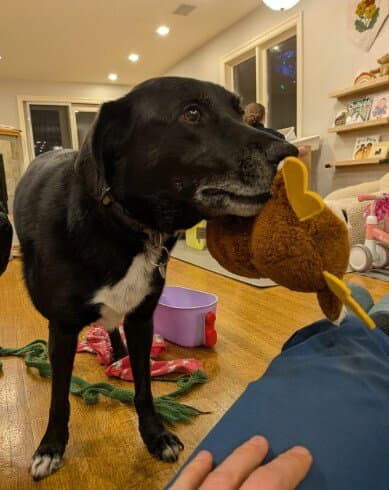 Keta Courtesy Post - Labrador Retriever
