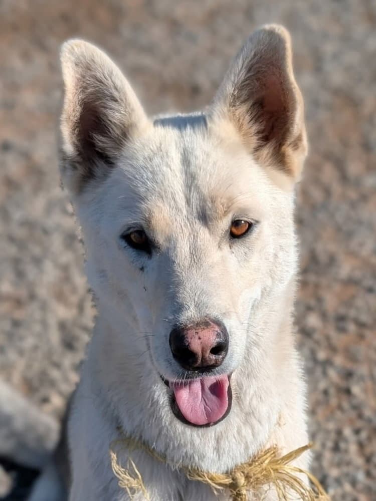 Diesel Courtesy Post - German Shepherd Dog