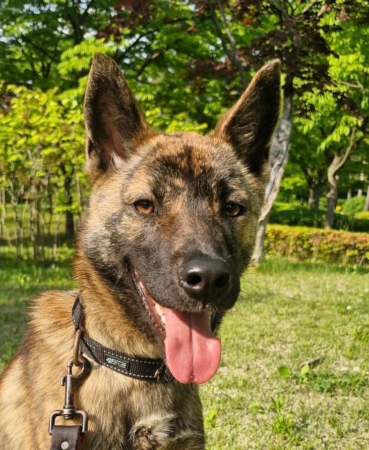 Weasley S Korea Hz - Jindo (Korean)
