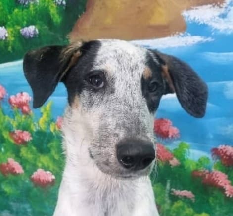 Peter Mid-East Sm - Dalmatian