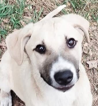 Remy Middle East Ma - Labrador Retriever