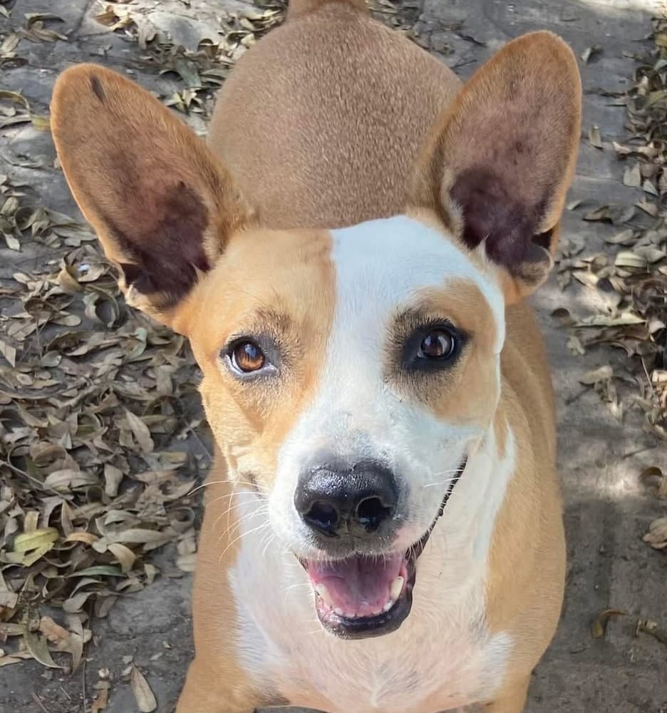 Estrella Local Kt - Basenji