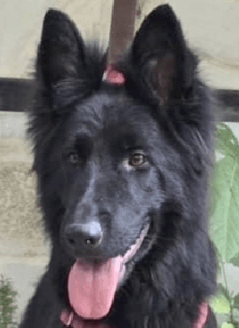 Dama Mid-East Kp - German Shepherd Dog