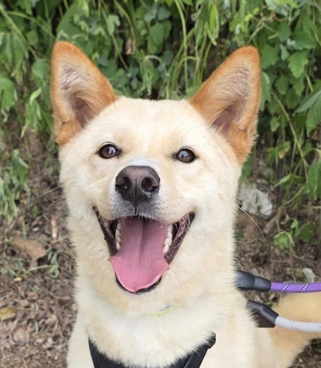 Jordi S Korea Hz - Jindo (Korean)