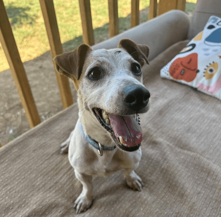 Woody Turkey Kt - Jack Russell Terrier