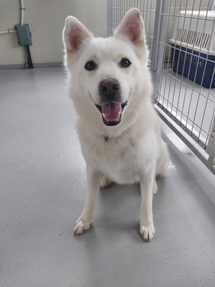 Jamie South Korea Lp - Jindo (Korean)