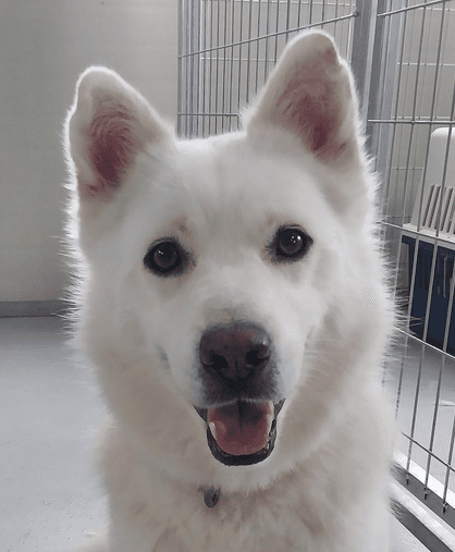Jamie South Korea Lp - Jindo (Korean)