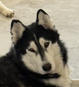 Mukluk Mid-East Yo image 1