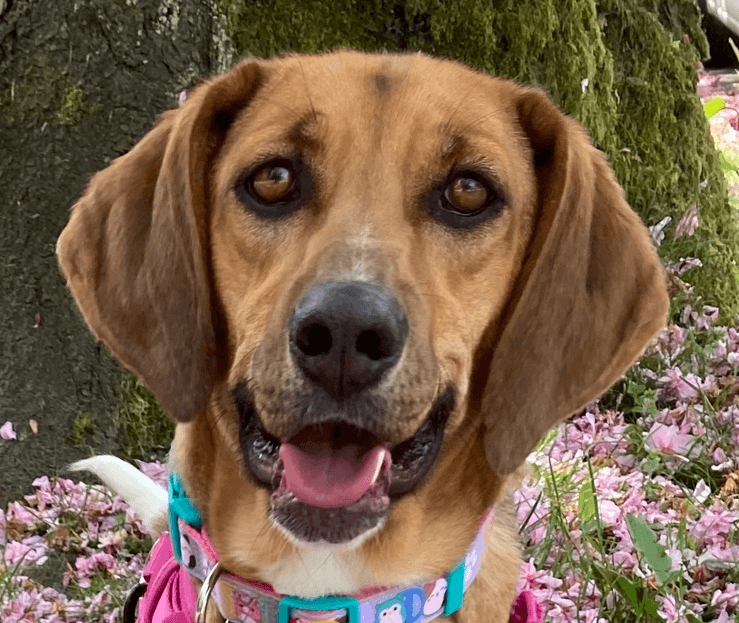 Nova Local Kt - Tripaw - Hound