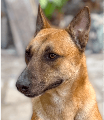 Bondok Egypt Nt - Belgian Shepherd Malinois