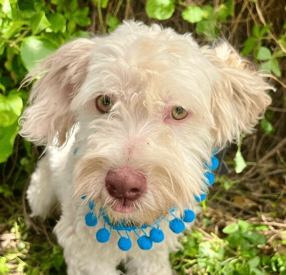Georgie  Mexico Sv - Maltese