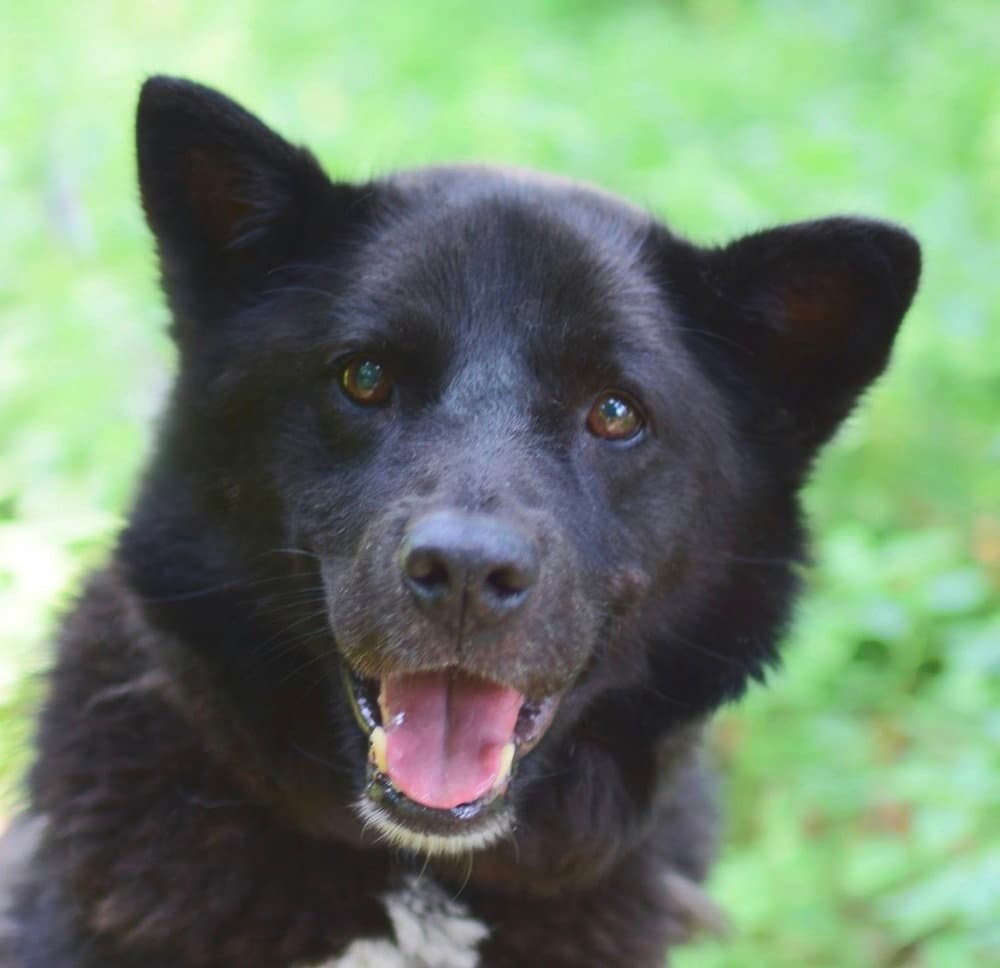 Tuxedo S Korea Hz - Jindo (Korean)