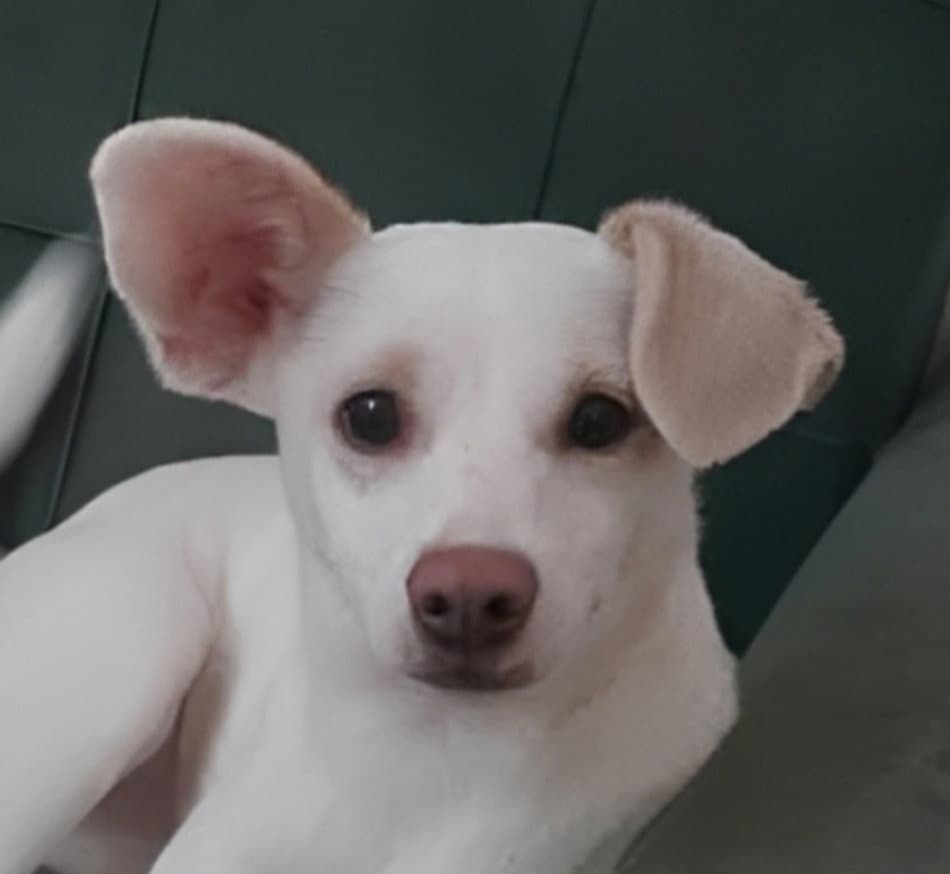 Lunara Mid-East Yo - Adopt Pendg - Spaniel