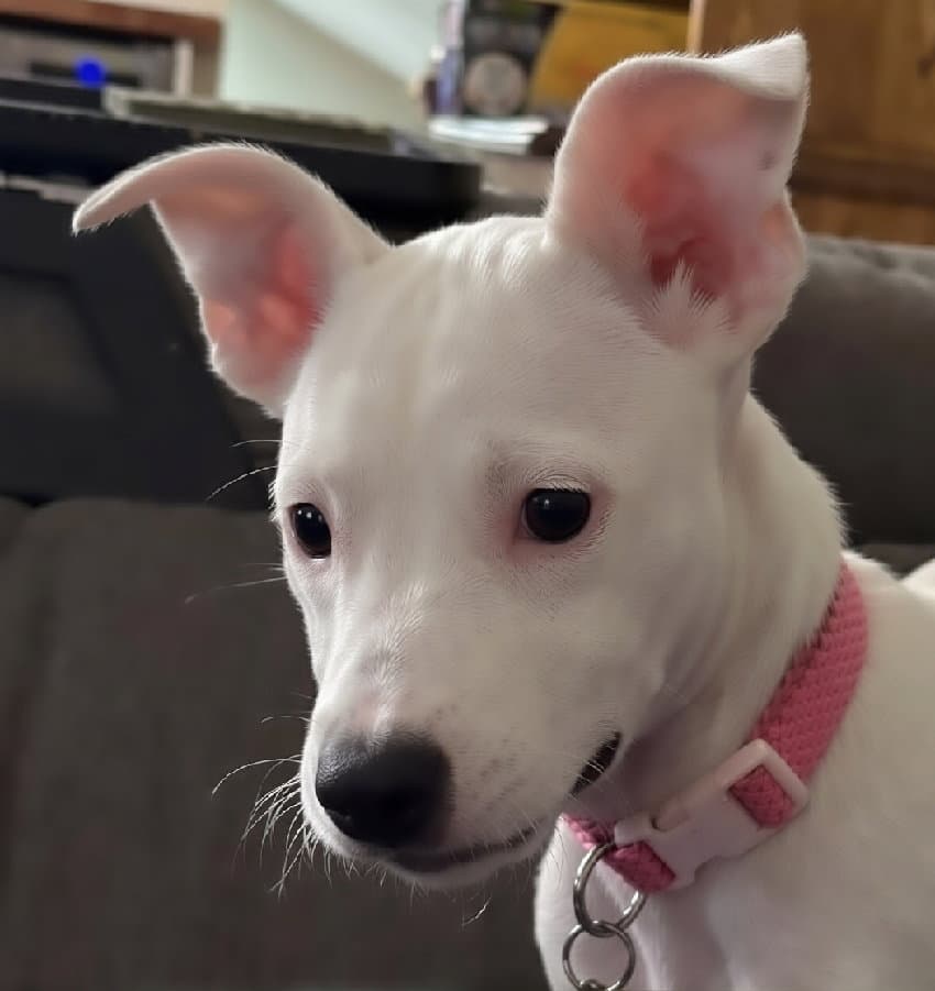 Wendy Toronto Kt - Staffordshire Bull Terrier