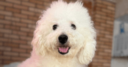 Popcorn Greater Vanc - Ma image 1