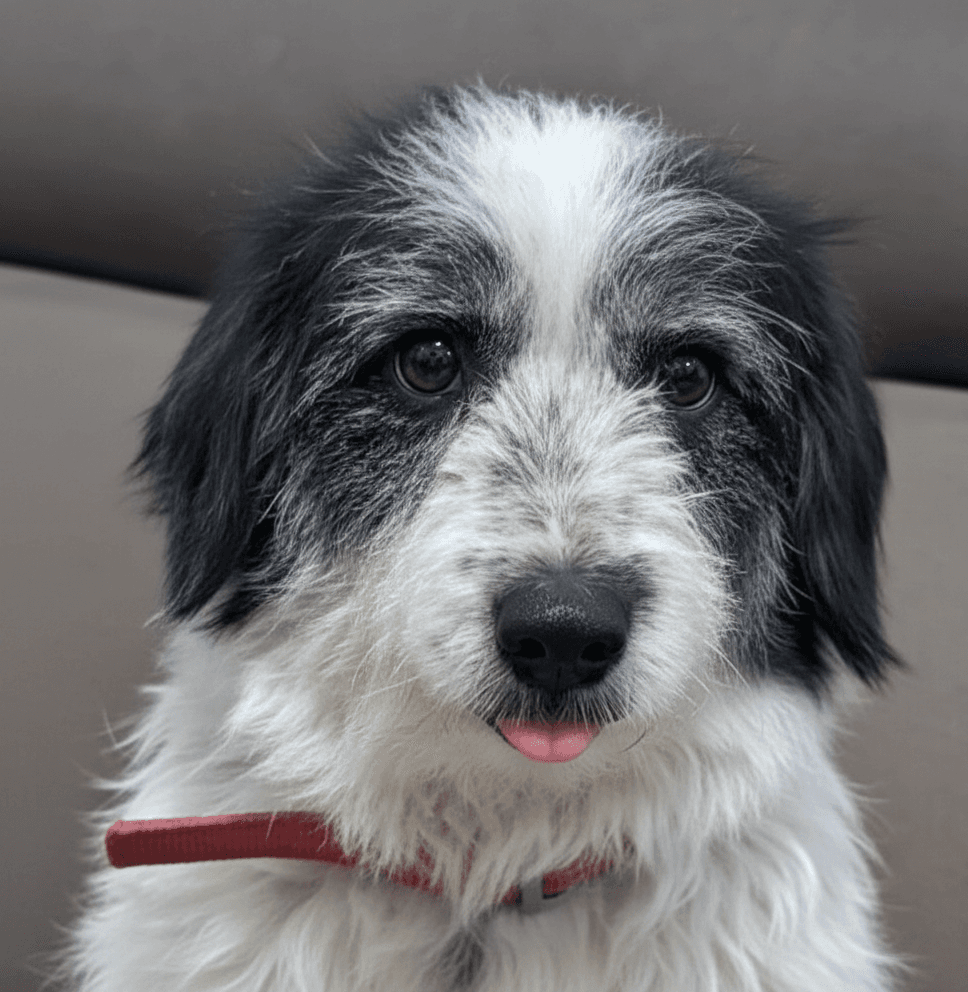 Starburst Mid-East Yo - Terrier