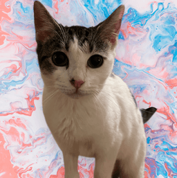 Sweetpea image 1