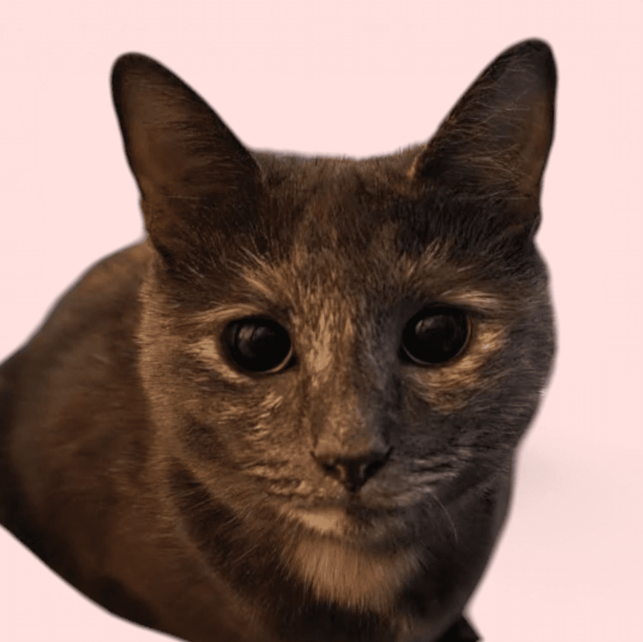 Star - Domestic Short Hair