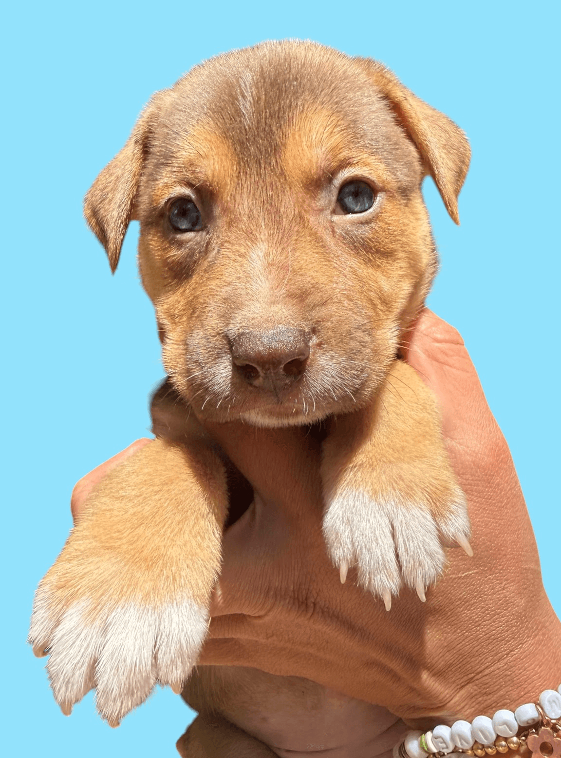 Momma Iris' Litter Gnocchi - Labrador Retriever