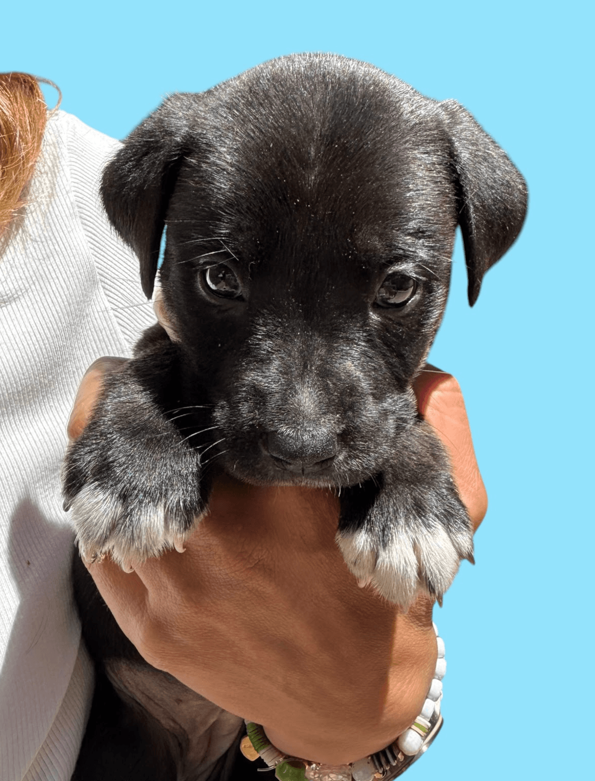 Momma Iris' Litter Sweet Potato - Labrador Retriever
