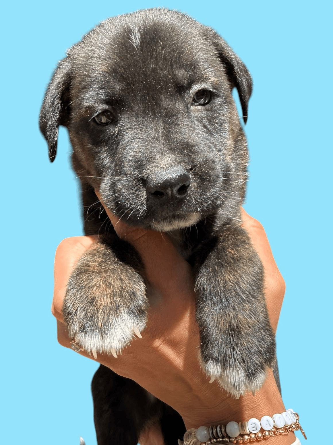 Momma Iris' Litter Trooper - Labrador Retriever