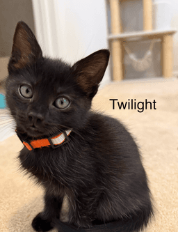 Twilight image 4