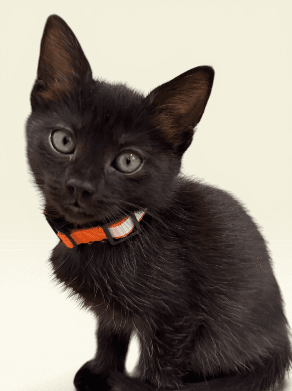 Twilight - Domestic Short Hair
