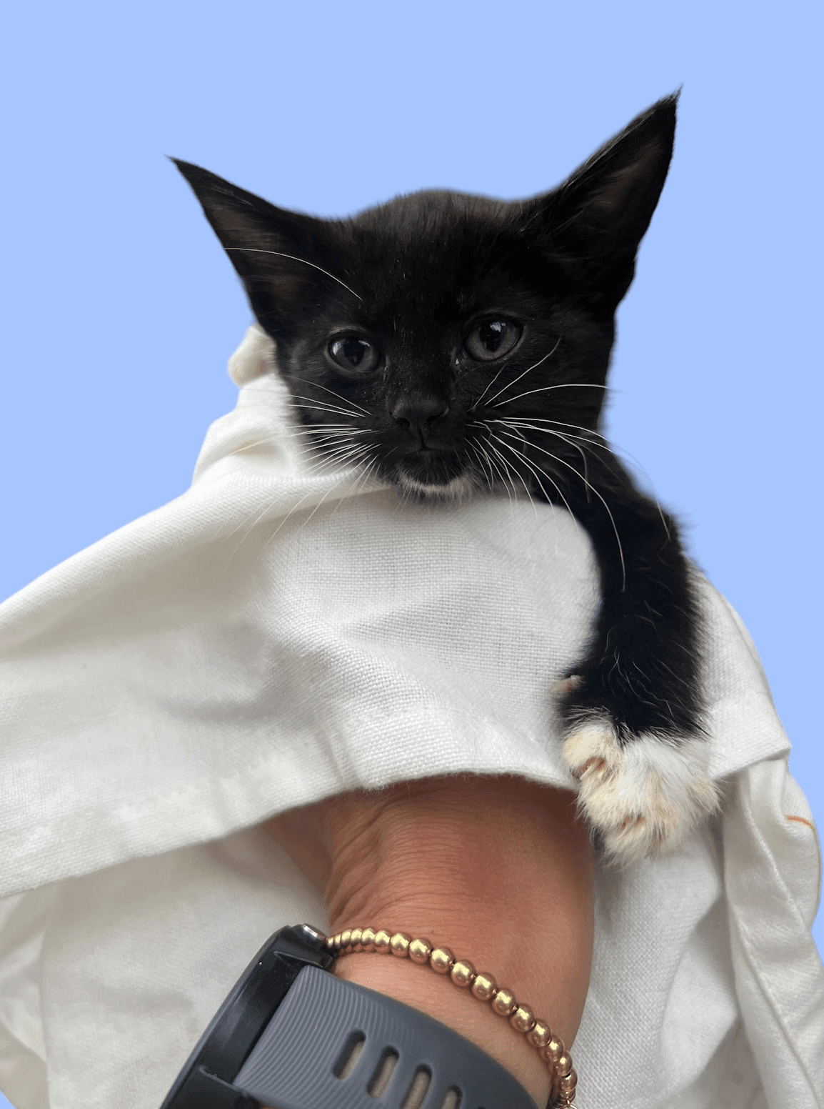 Stormy - Domestic Short Hair