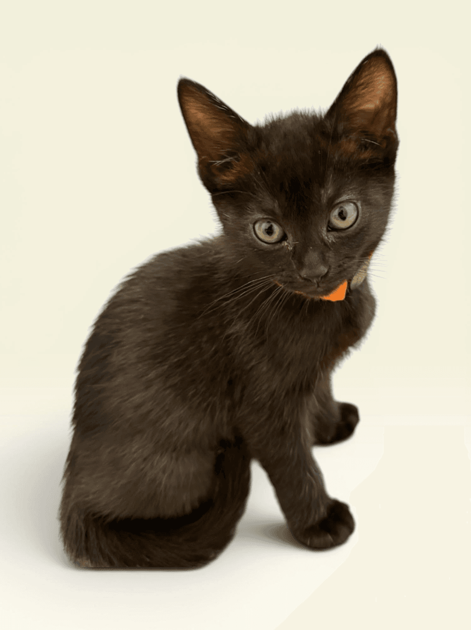 Sea Star - Domestic Short Hair
