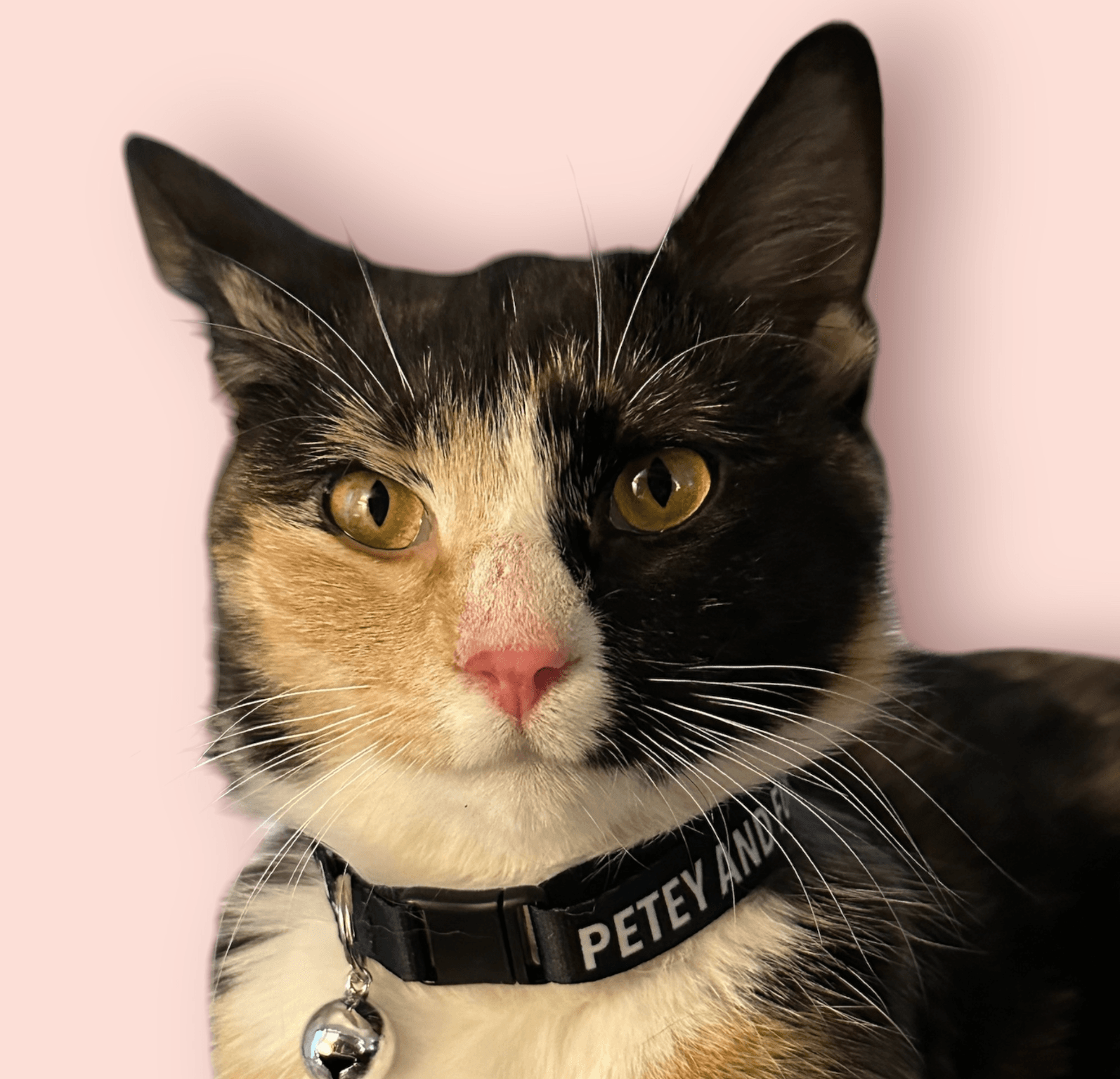Shelly - Domestic Short Hair