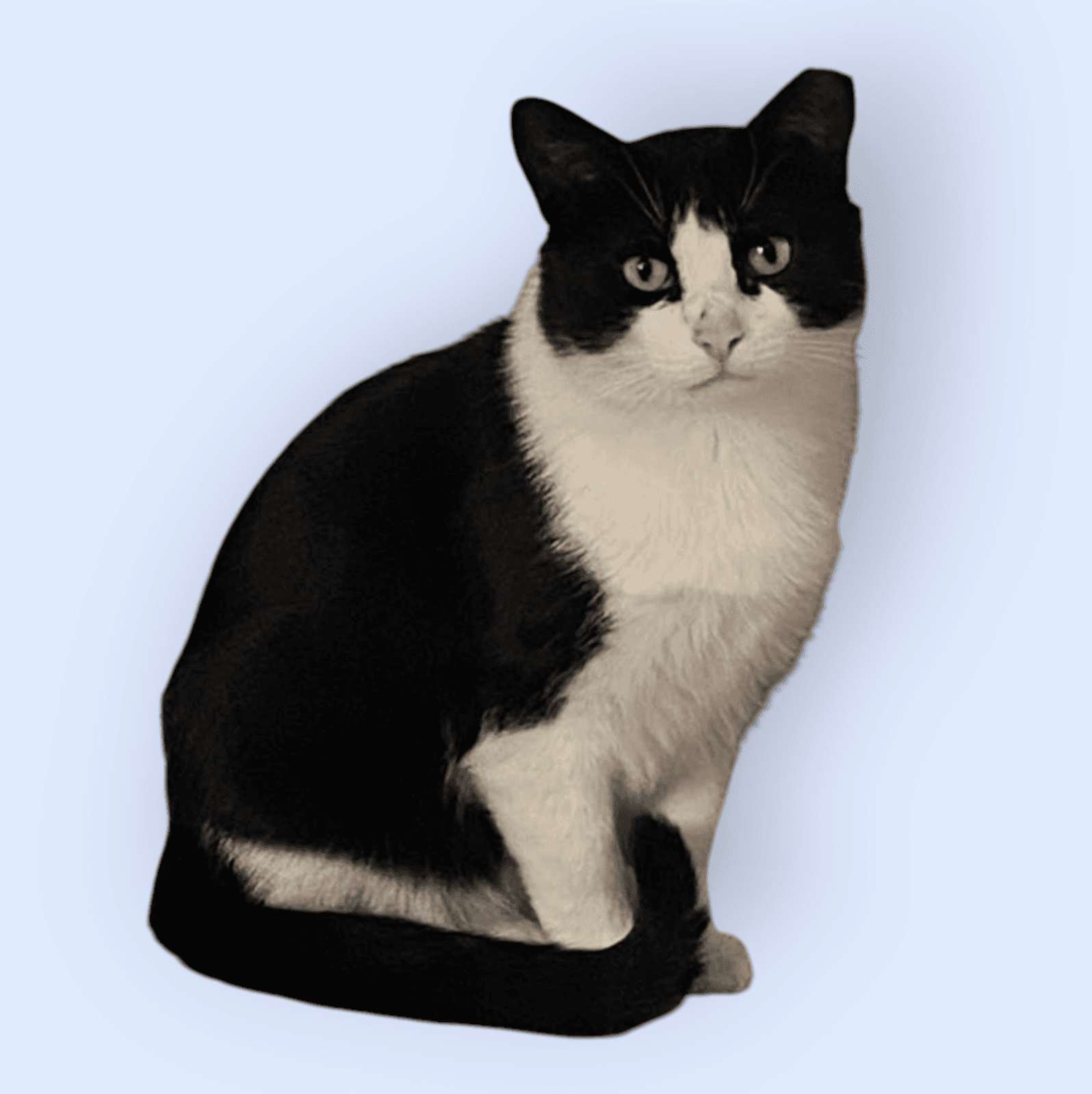 Jimmy - Domestic Short Hair