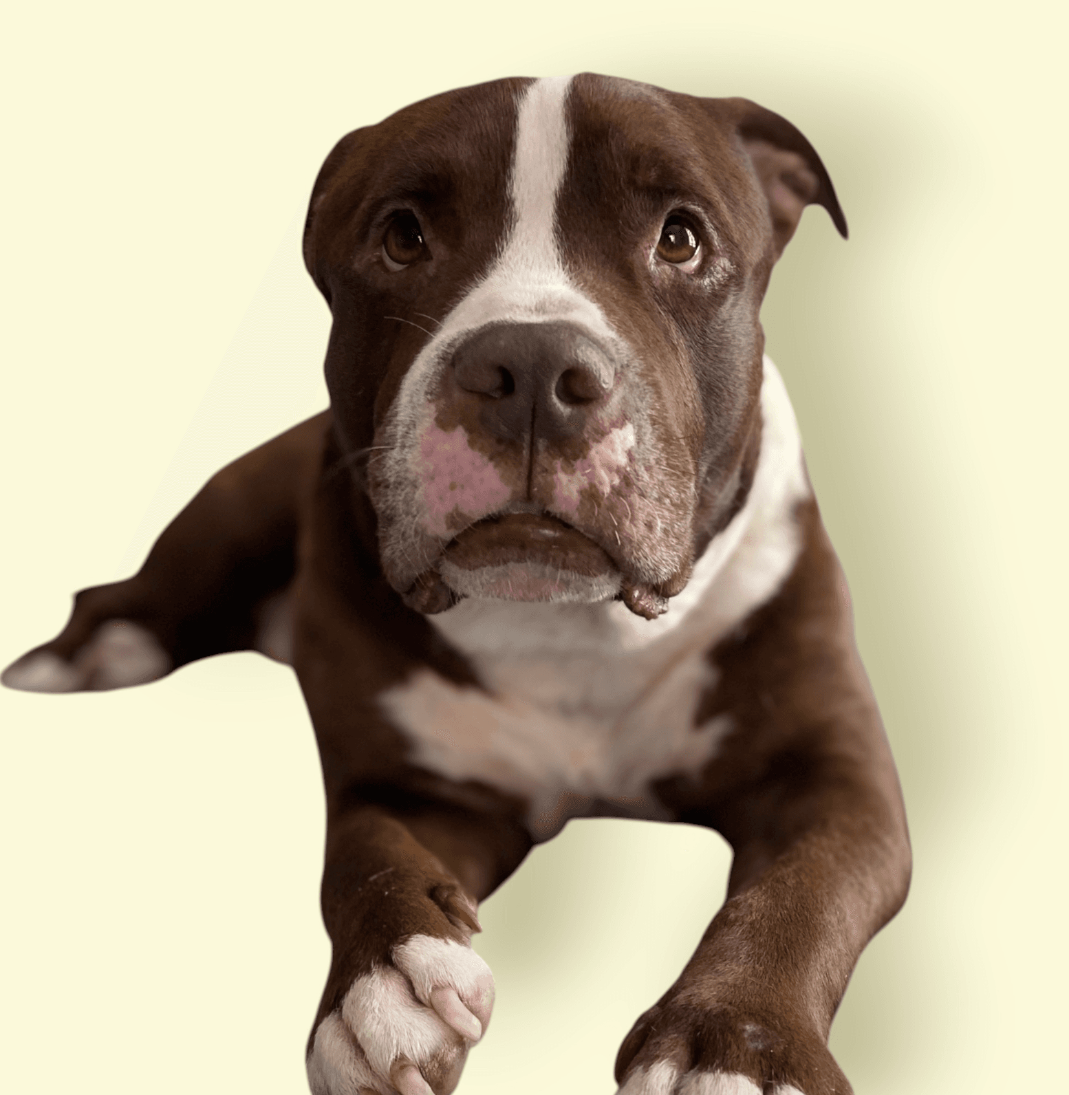 Doug - Pit Bull Terrier