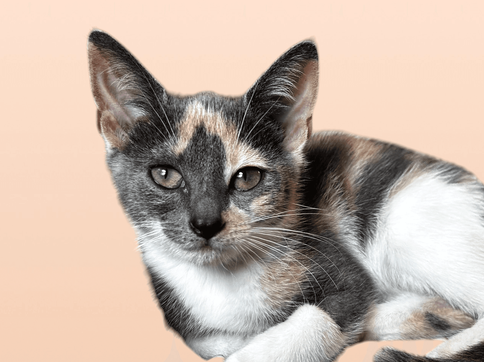 Lilia - Domestic Long Hair