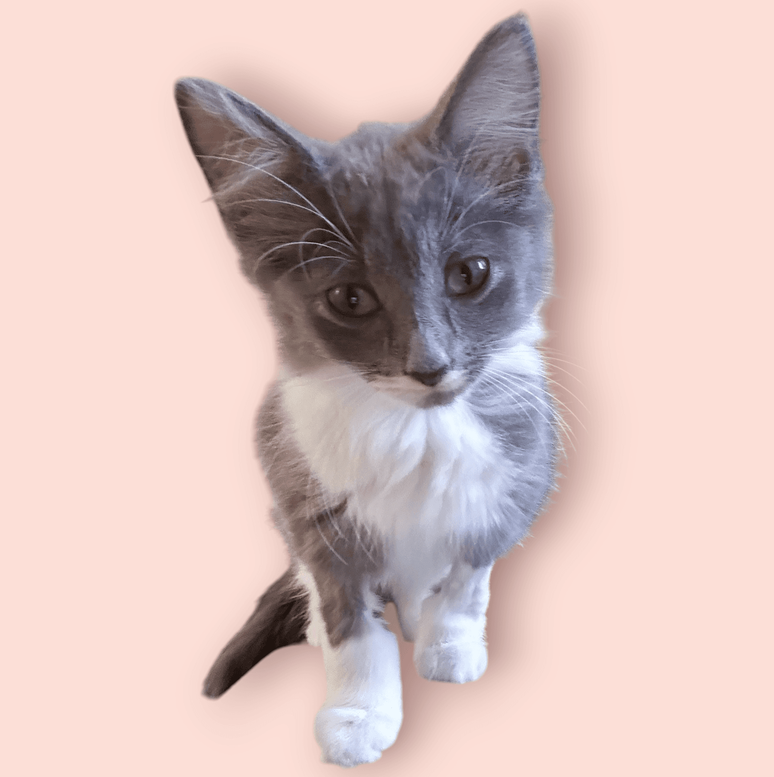 Junie - Domestic Medium Hair