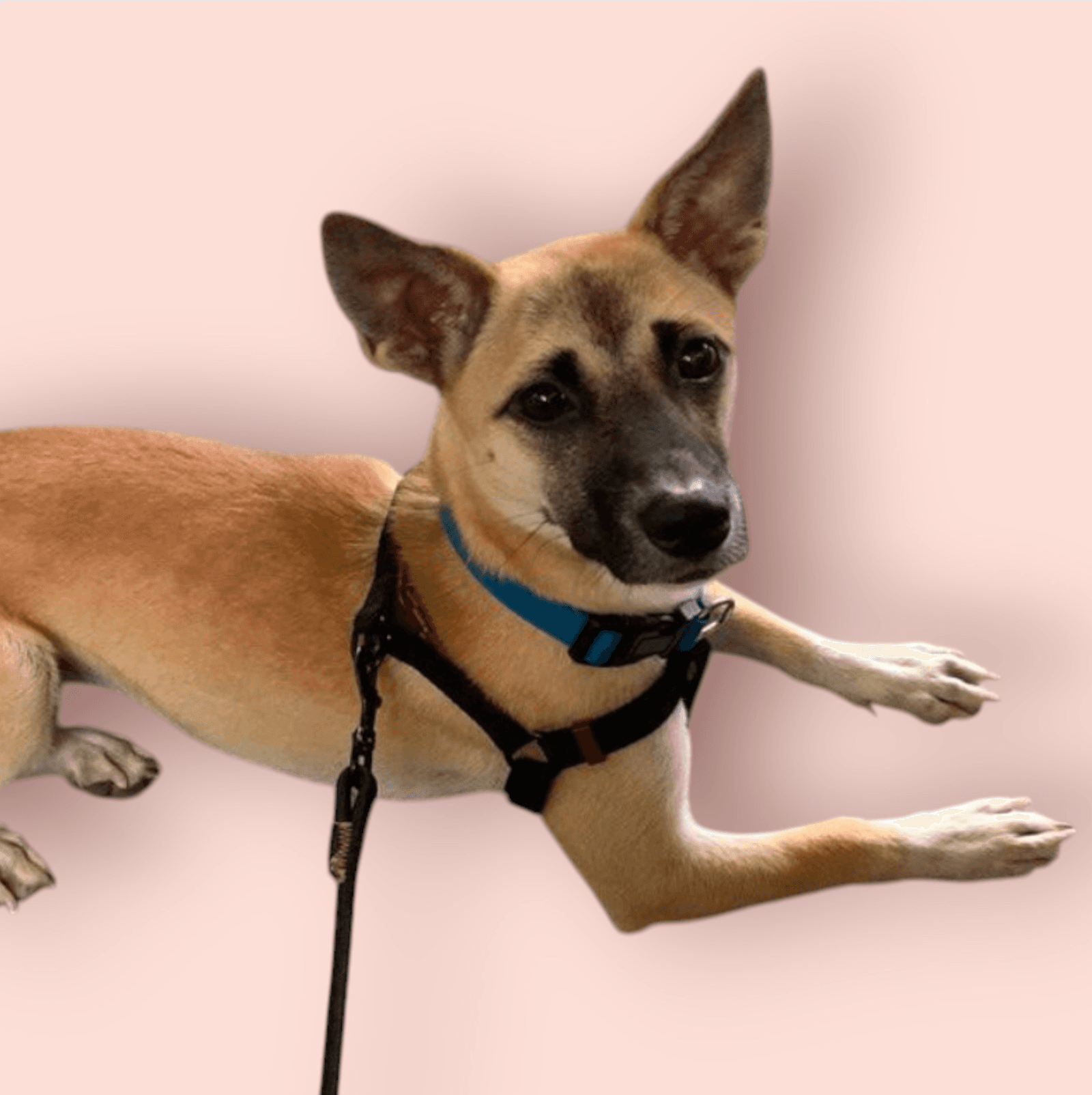 Teddy - Terrier