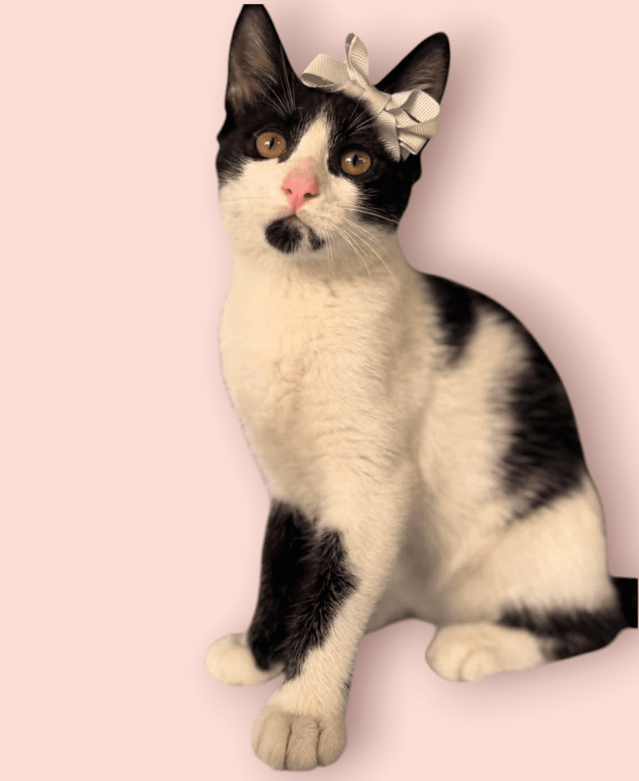 Catarina - Domestic Short Hair